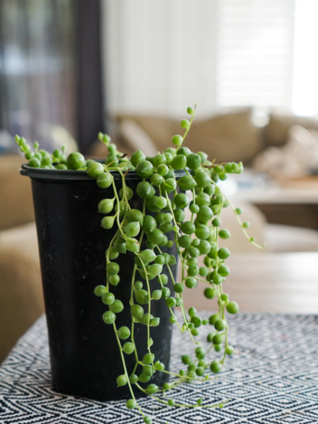 string of pearls succulent plant