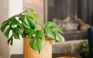 The Best Pots for House Plant Lovers